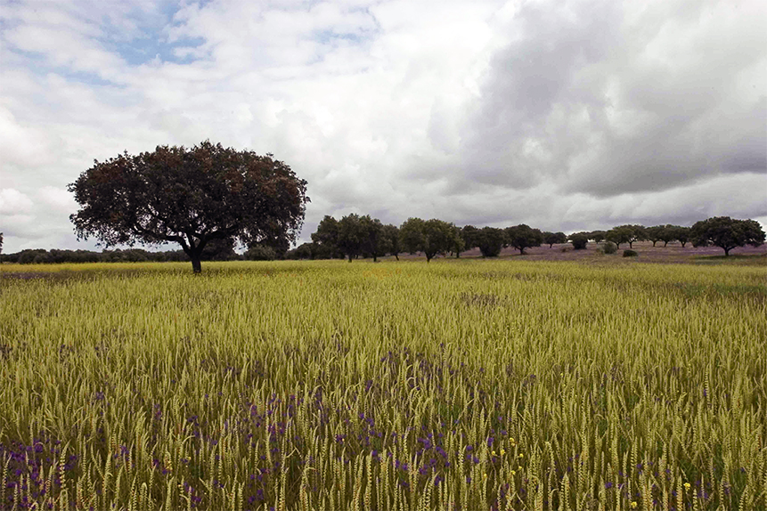 Herdade do Barrocal